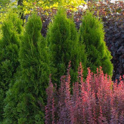 heckenpflanzen bubblenavibanner 412x412